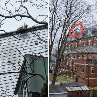 Bird impaled on lightening rod atop of St Pius V Church in Lynn Ma