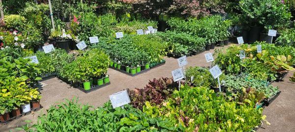 Evergreen Nursery