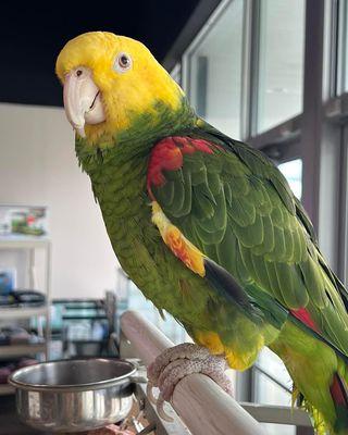 Our beloved mascot Samantha, enjoying her window view in the new store.