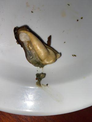 Mussels X Poop ewww