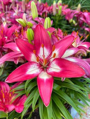 Gorgeous lilies