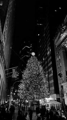 Black and white view of the Christmas tree