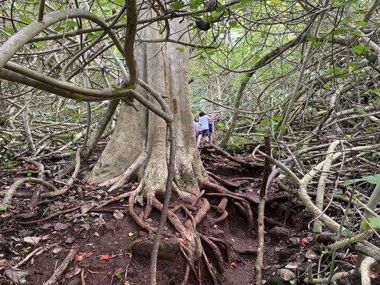 Adventure Guides Hawaii