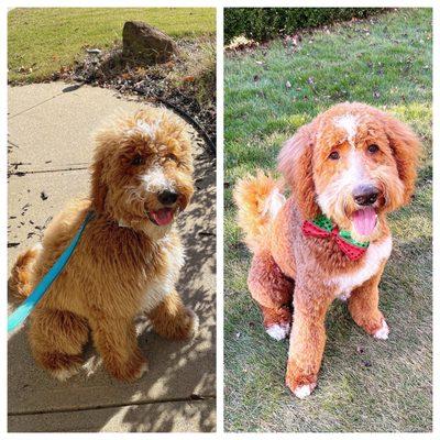 Meeko befur and after! He went from a shaggy boy to a full grown doodle man!