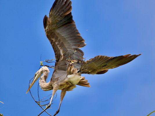 Great Blue Heron.