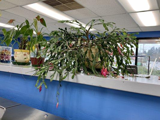 Huge thanksgiving cactus above machines