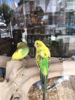 Budgies in the window