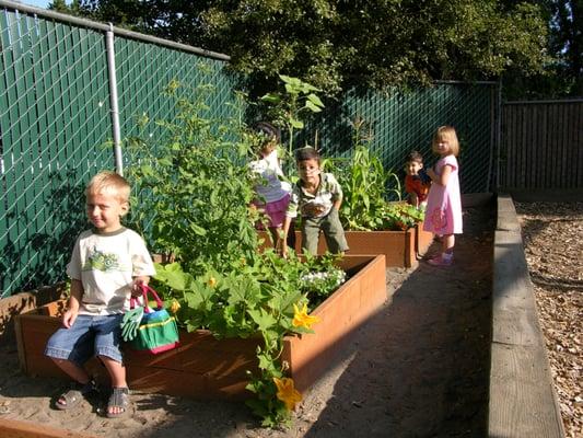 Outdoor Gardening in Summer