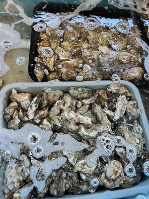 More oysters here