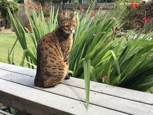 My 15 y/o bengal Cheetah gets good care here!