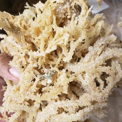 Ocean Fresh Sea Moss