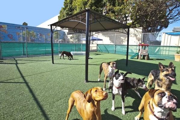 All Day group play in our Funzone Yard!