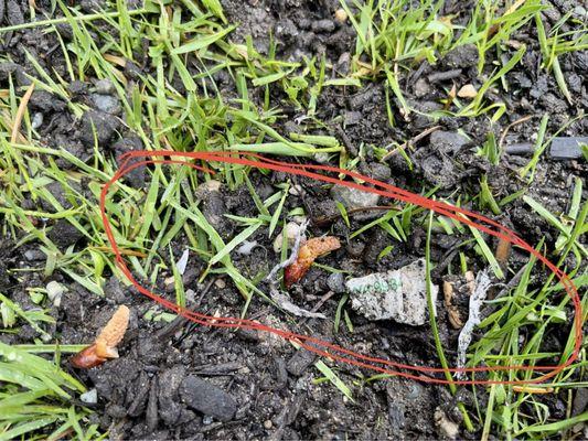 Plastic pieces in their garden/topsoil mixes that got exposed after hard rain on newly planted grass spots in front lawn