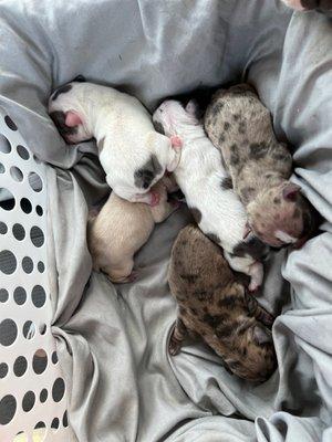 French bulldogs