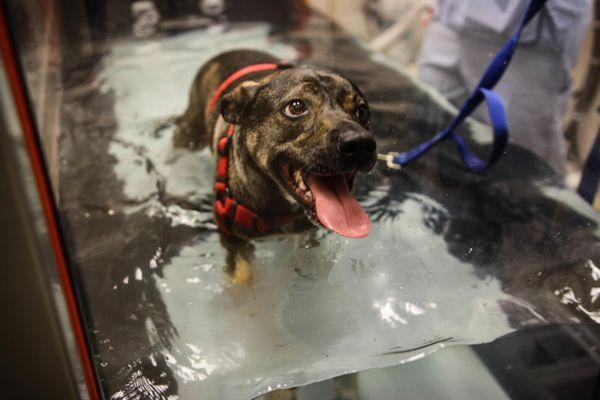 The underwater treadmill relies on the therapeutic effects to provide physical rehabilitation, weight loss, agility, exercise...