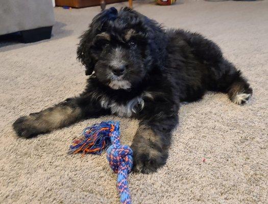 8 week old F1 Bernedoodle, Miss Maggie