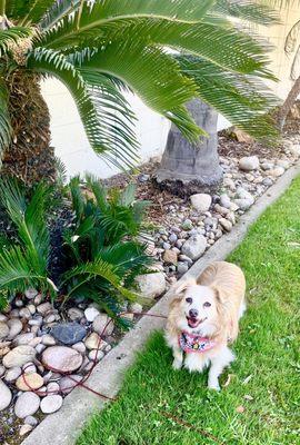 Scoutie's happy @ MacArthur Park, behind the gorg swimming pool