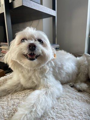 Oso Blanco after his touchup groom!