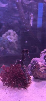 2 Lined Seahorses (buddies )