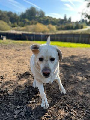 Dogwood Ranch Pet Resort