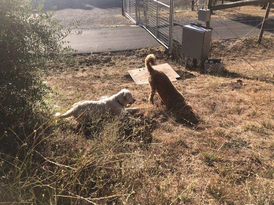 Bailey and JJ on a hike. Digging a hole . We love  Valley of the Moon  Vet