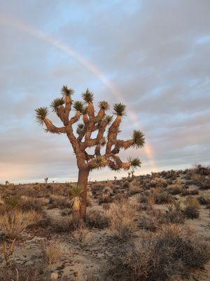 Joshua Tree National Park