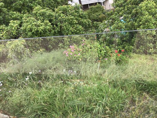 This is just one small part of the crazy overgrown yard that PHO is "helping" to maintain for the owner.