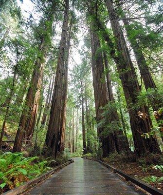 Muir Woods