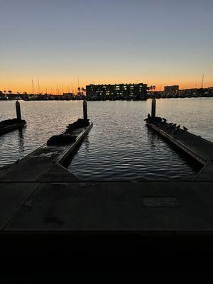 Marina Del Rey Sea Lions at Burton Chase Park with sunset