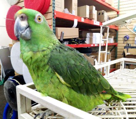 Here is the friendly and very handsome Camilo who is the store pet.