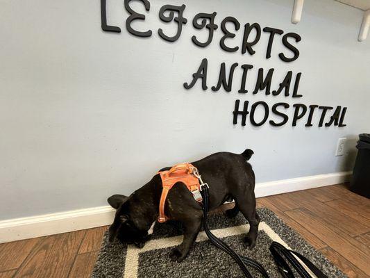 Lefferts Animal Hospital