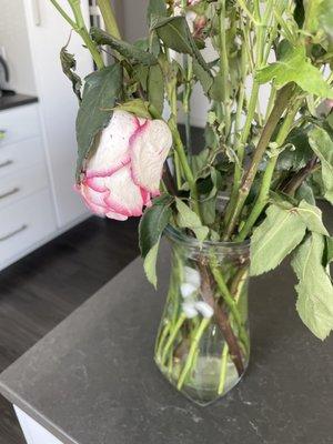 roses died next day