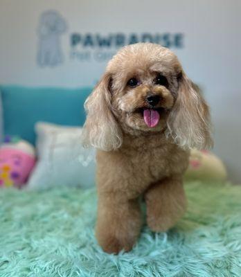 Toy poodle