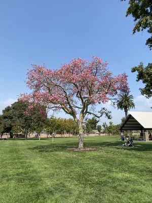 Such a beautiful tree 9/24/21