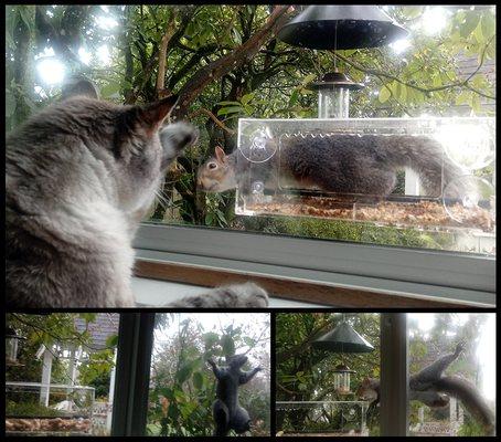 Tasty bird seed, bulk peanuts for the squirrels along with litter and food for my kitties!