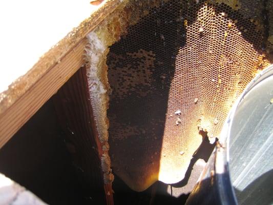 Honey combs from fireplace