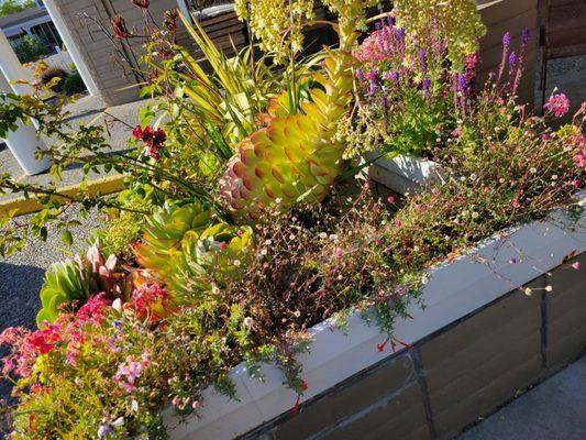 A corner bed of flowers near the entrance of shop