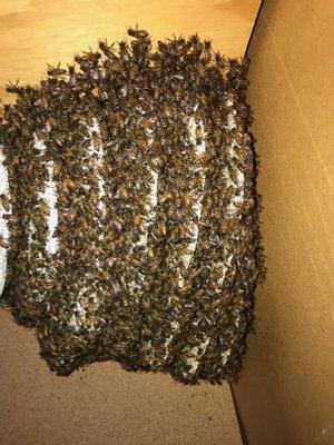 1 yr old hive inside one if our garage's closets