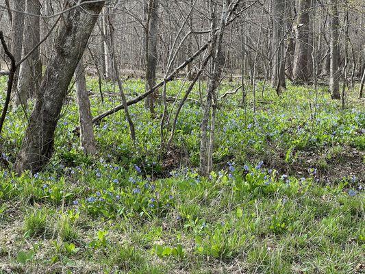 Bluebells in bloom