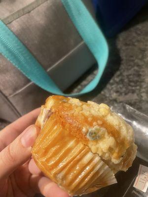 Moldy muffin