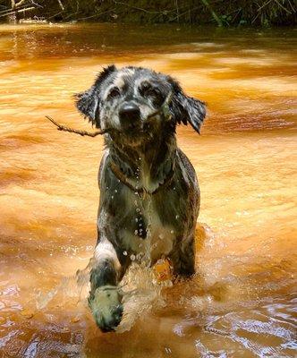 This pup would rather fetch sticks in the creek than hang out in the doggy enclosed area.