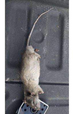 Rat caught by Route Manager