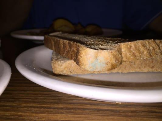 Moldy toast