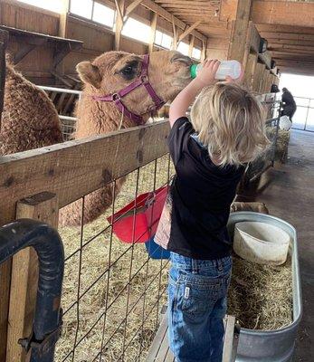 Barnyard Petting Zoo