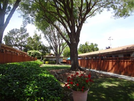 Beautiful Courtyard with landscape and grass, great place to have a quiet little picnic.