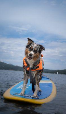 Our pup on the SUP