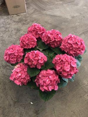 Pink Hydrangeas