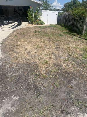 The start of the dying of my lawn after the wrong treatment was applied to the Bahia.