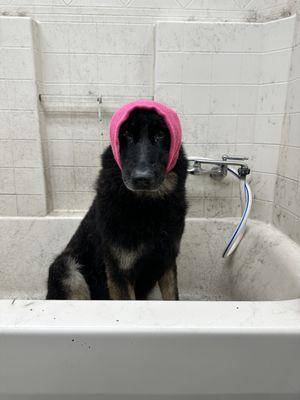 Koda enjoyed his bath and brush out today!