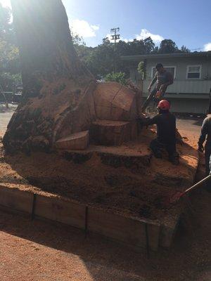 Our highly experienced guys finishing the removal of the enormous Coast Redwood tree.